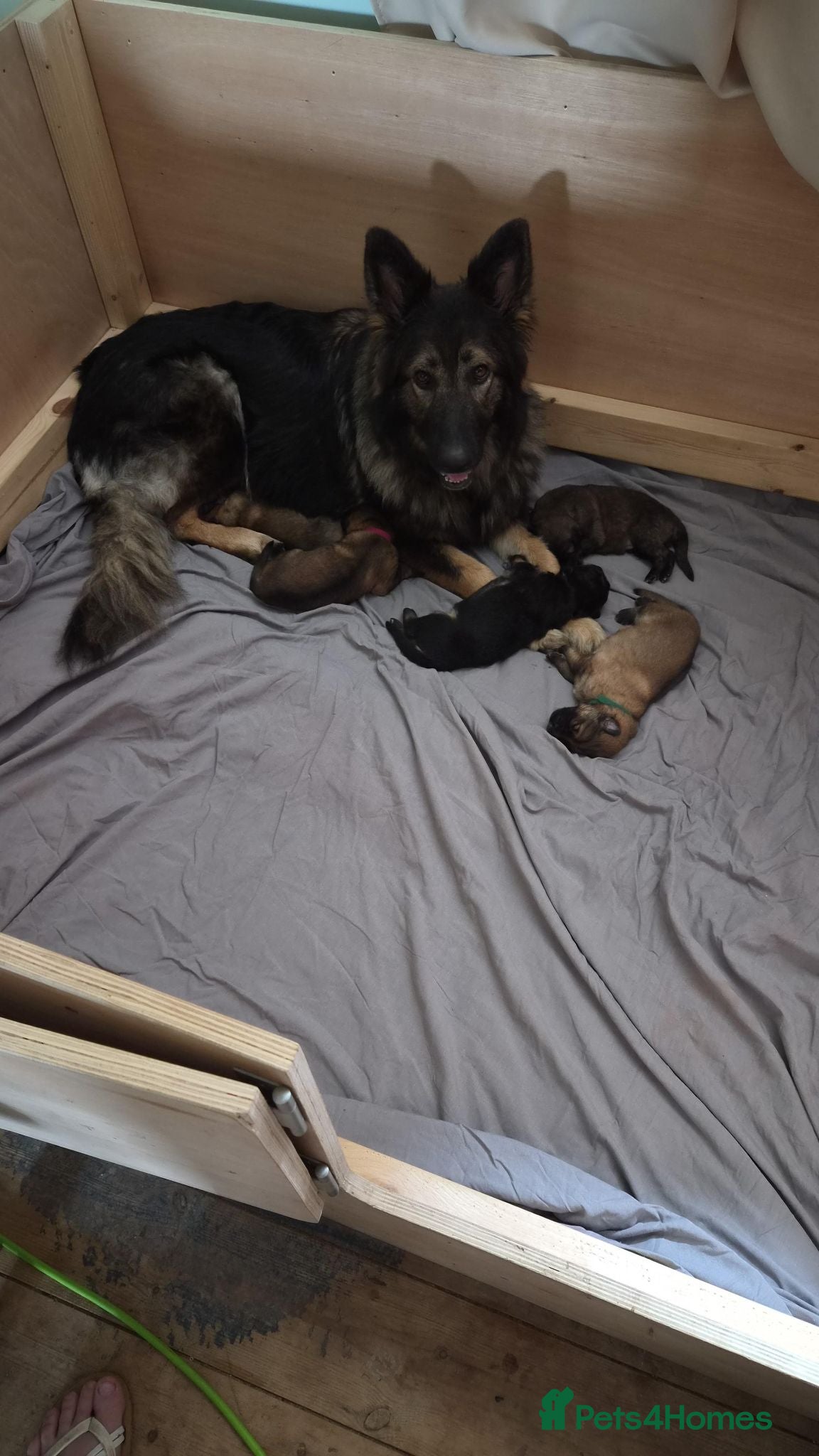 German Shepherd dogs Beautiful GSD puppies - Advert 1