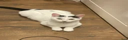 Mixed Breed cats for sale: Kittens  - Advert 12