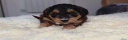 Cockapoo dogs for sale: ELITE COCKAPOOS HAVE 2 F1 COCKAPOO PUPS AVAILABLE - Advert 25