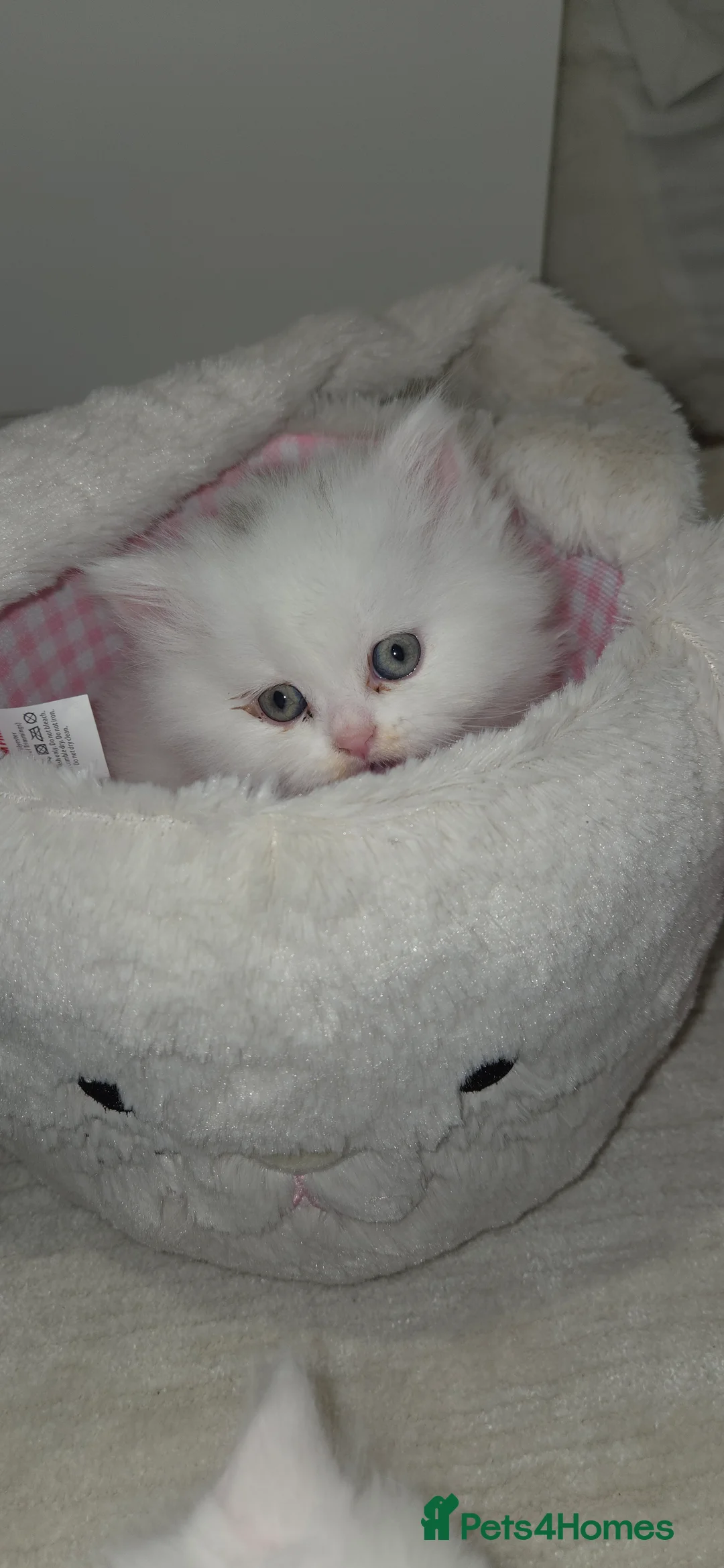 Persian cats for sale: Ready for new home Persian kittens - Advert 16