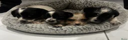 Jack Russell dogs for sale: 4 Jack Russell puppies - Advert 1