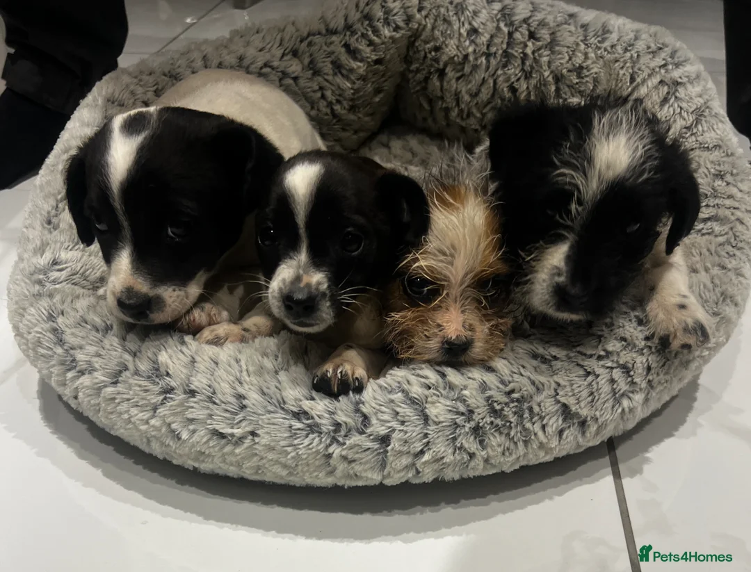 Jack Russell dogs for sale: 4 Jack Russell puppies - Advert 1