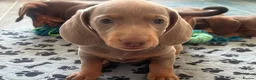Miniature Dachshund dogs for sale: KC Reg Miniature Dachshund Puppies For Sale - Advert 26
