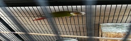 Mixed Breed birds for sale: Pair of Conures, Exhibit Budgie, Lutino Cockatiel - Advert 7
