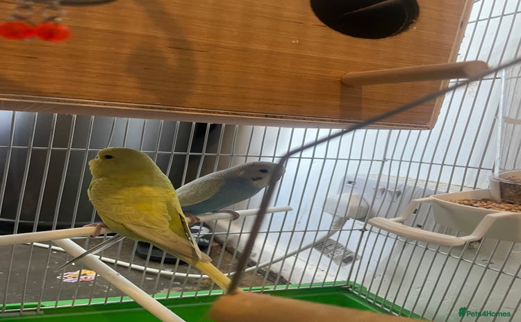 Budgerigars birds - Advert 1