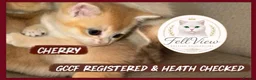 British Shorthair cats for sale:  Beautiful BSH Pedigree Kittens • Ready July 7th - Advert 8