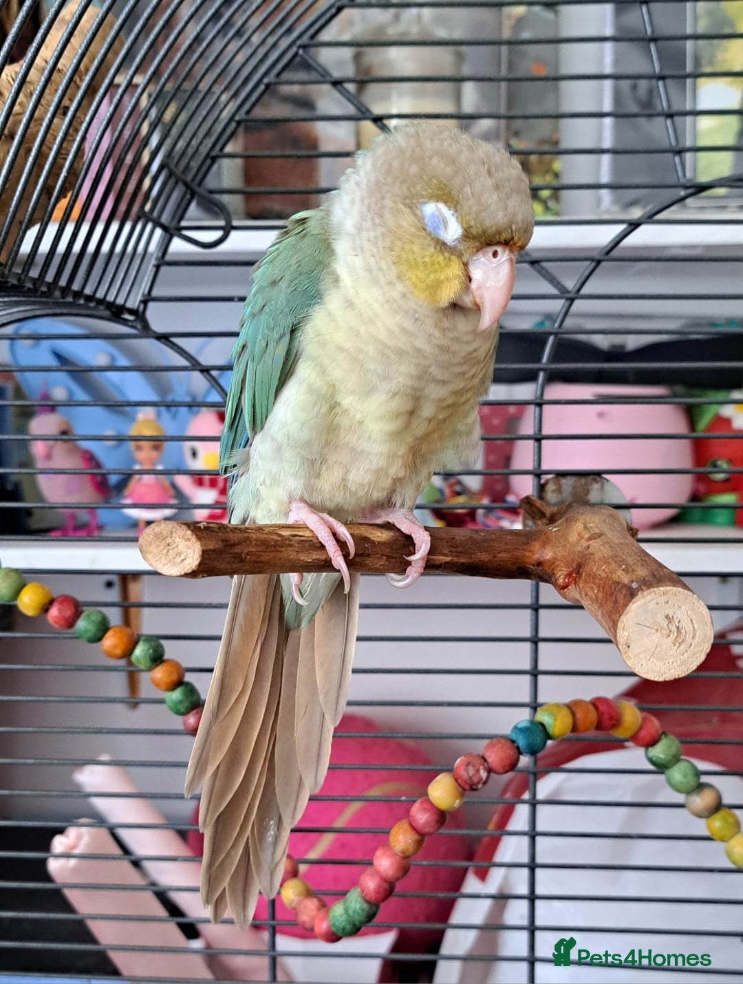 Conures birds for sale:   Green cheek conure baby  - Image 7