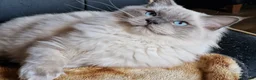 Ragdoll cats for sale: Amazingly Forward Chunky Confident Ragdoll Babies  in Bexhill-on-Sea - Advert 13