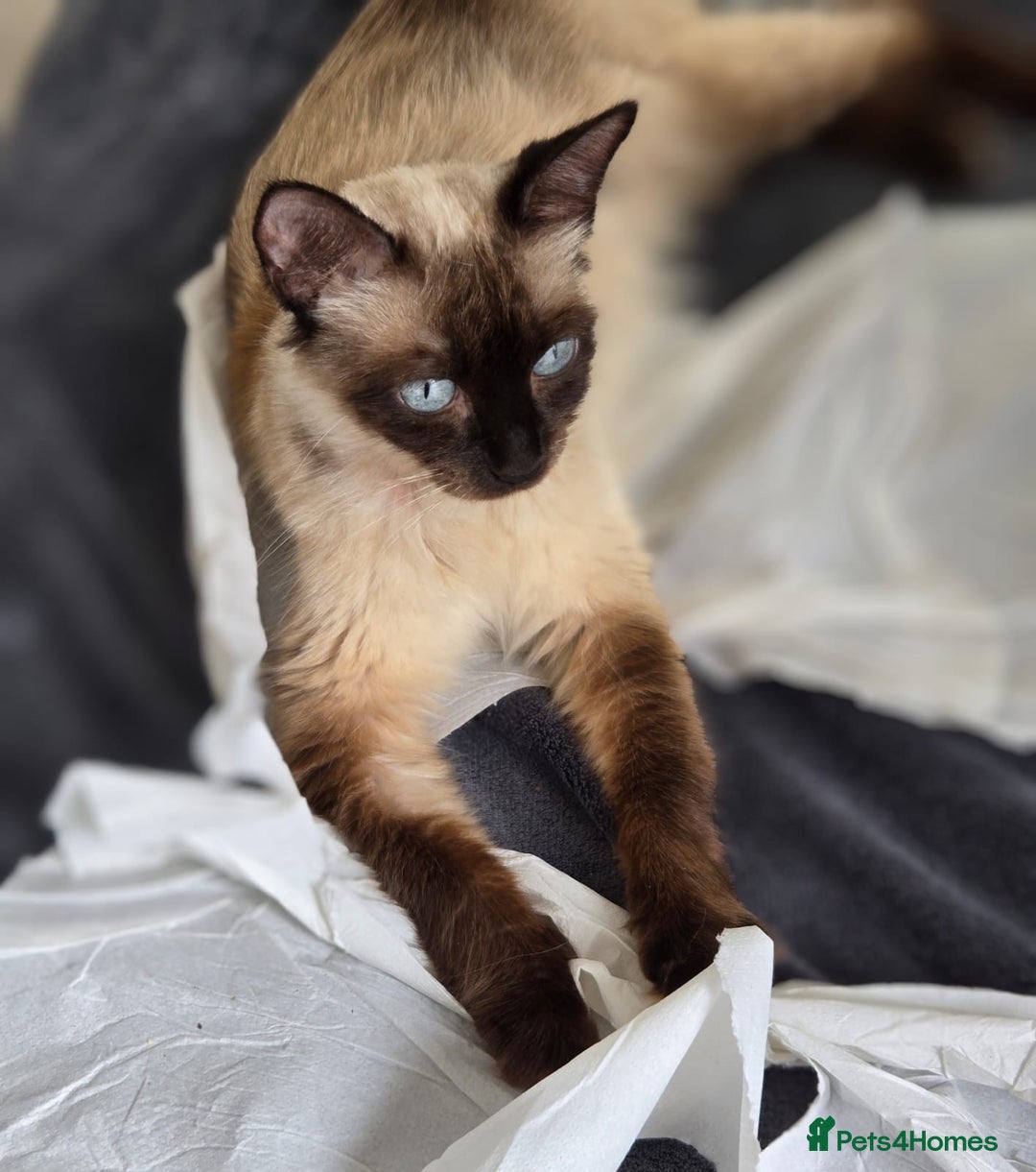 Ragdoll cats for sale: Ragdoll kittens Blue, Lilac & flame or blue/seal - Image 15