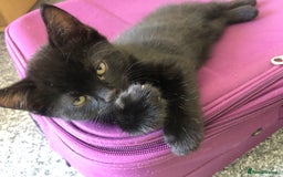 British Shorthair cats for sale: 🐾 A Rare Band of Ghost Tabby Kittens 🐾 - Image 13