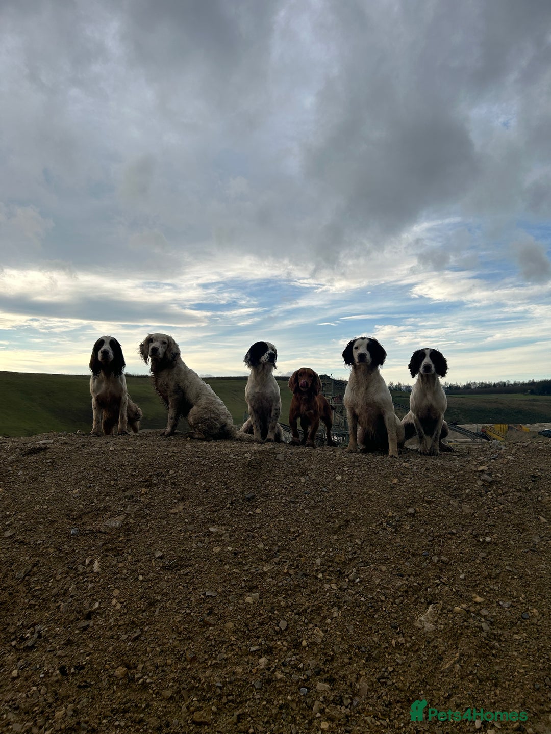 English Springer Spaniel dogs for stud: HEALTHTESTED WORKING ENGLISH SPRINGER SPANIEL in Bishop Auckland - Advert 21