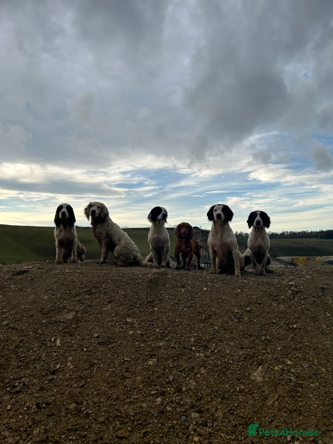 English Springer Spaniel dogs for stud: HEALTHTESTED WORKING ENGLISH SPRINGER SPANIEL in Bishop Auckland - Advert 24