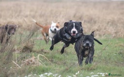 Staffordshire Bull Terrier dogs for sale: Staffordshire bull terrier pups due - Image 8