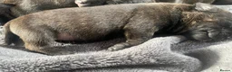 Staffordshire Bull Terrier dogs for sale: KC Beautiful litter of blue/red staffys  - Advert 7