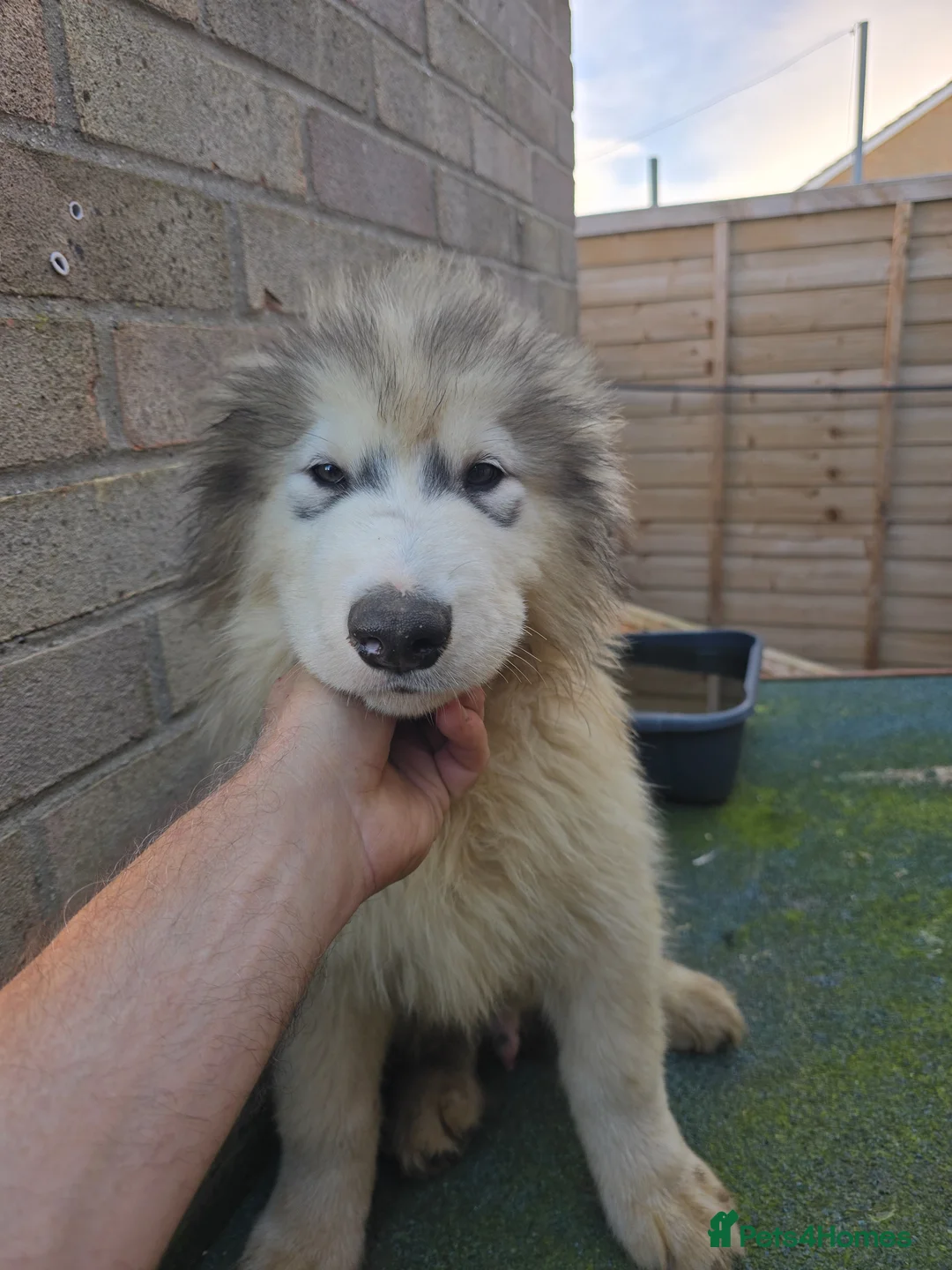 Alaskan Malamute dogs for sale: Pure Alaskan Malamute - Advert 2