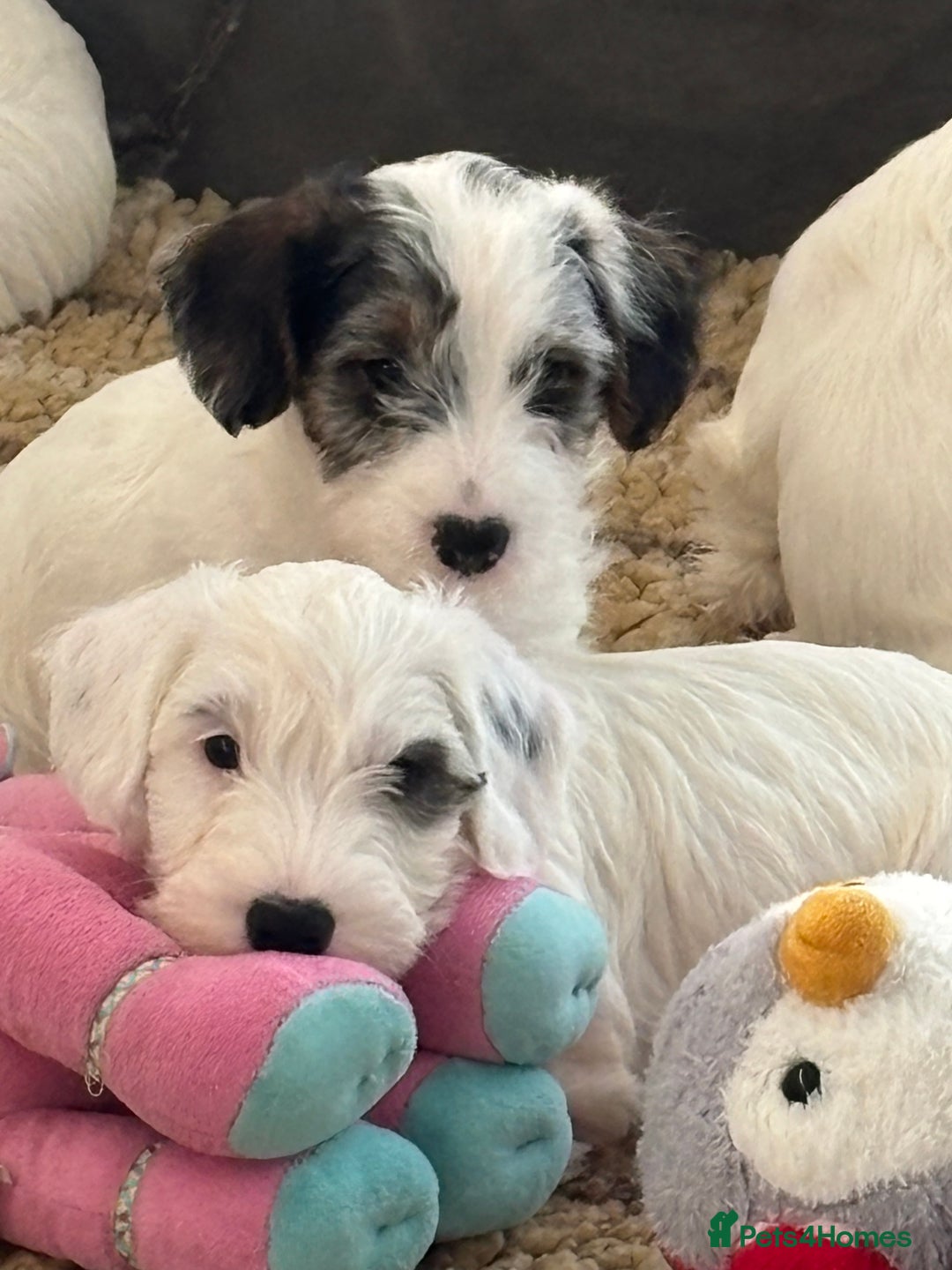 Sealyham Terrier dogs for sale: Stunning Sealyham Terriers  - Advert 12