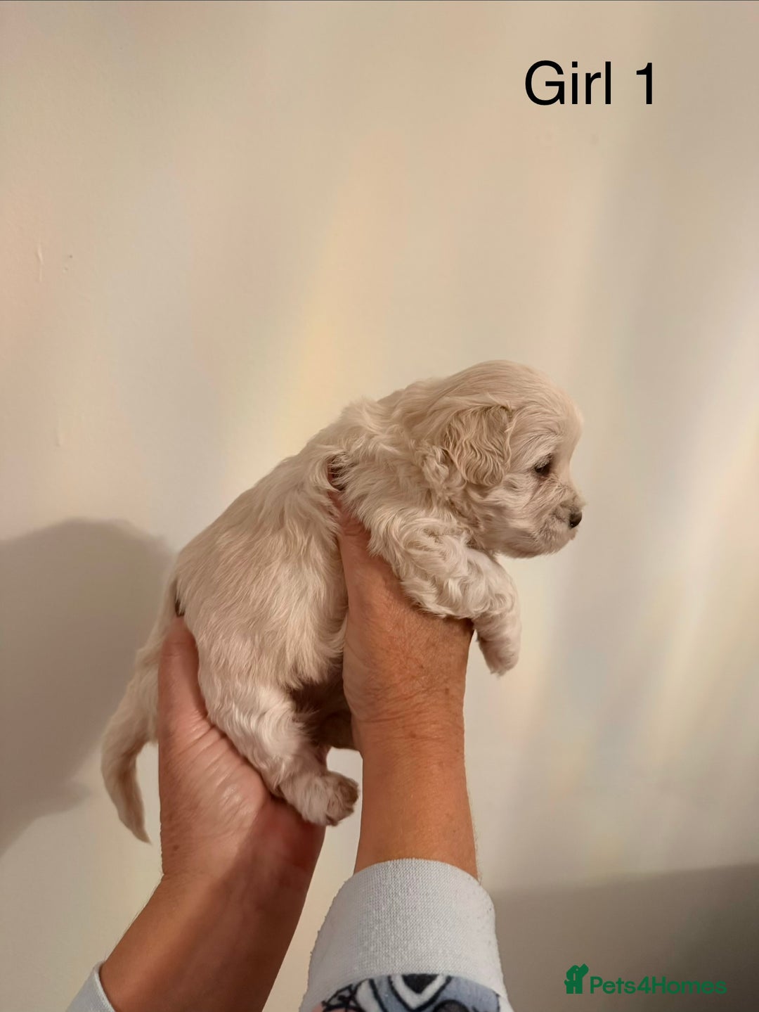 Maltipoo dogs for sale: Maltipoo puppies  - Advert 7