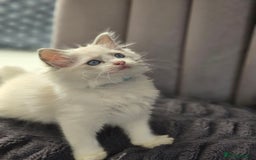 Ragdoll cats for sale: Ragdoll Kittens  - Advert 25