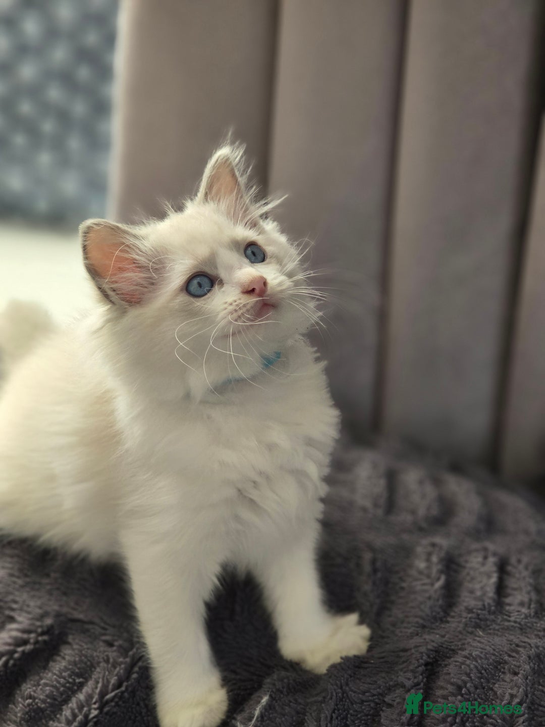 Ragdoll cats for sale: Ragdoll Kittens  - Advert 25