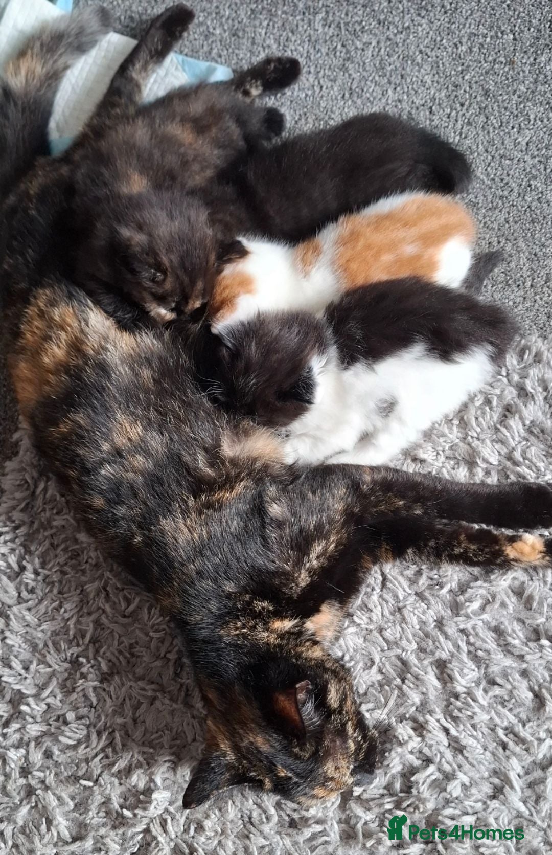 Mixed Breed cats Beautiful kittens  - Advert 1