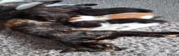 Mixed Breed cats for sale: Beautiful kittens  - Advert 1