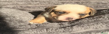 Mixed Breed Puppy 4