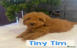 Miniature Poodle dogs for sale: Gorgeous Red Minature Poodles Puppies  - Image 14