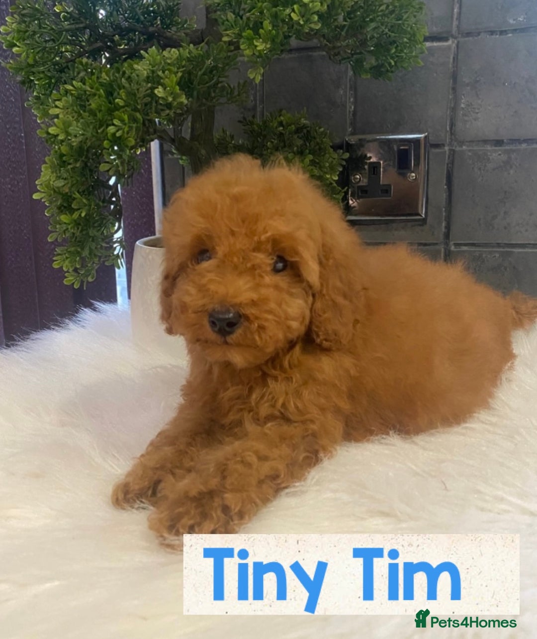Miniature Poodle dogs for sale: Gorgeous Red Minature Poodles Puppies  - Image 14