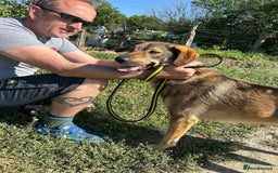 Mixed Breed dogs for adoption: Ozzy - Norwich Norfolk  - Image 4