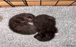 Mixed Breed cats for sale: 2 Tabby & 1 Black Female, 1 Black/White Male - Image 13