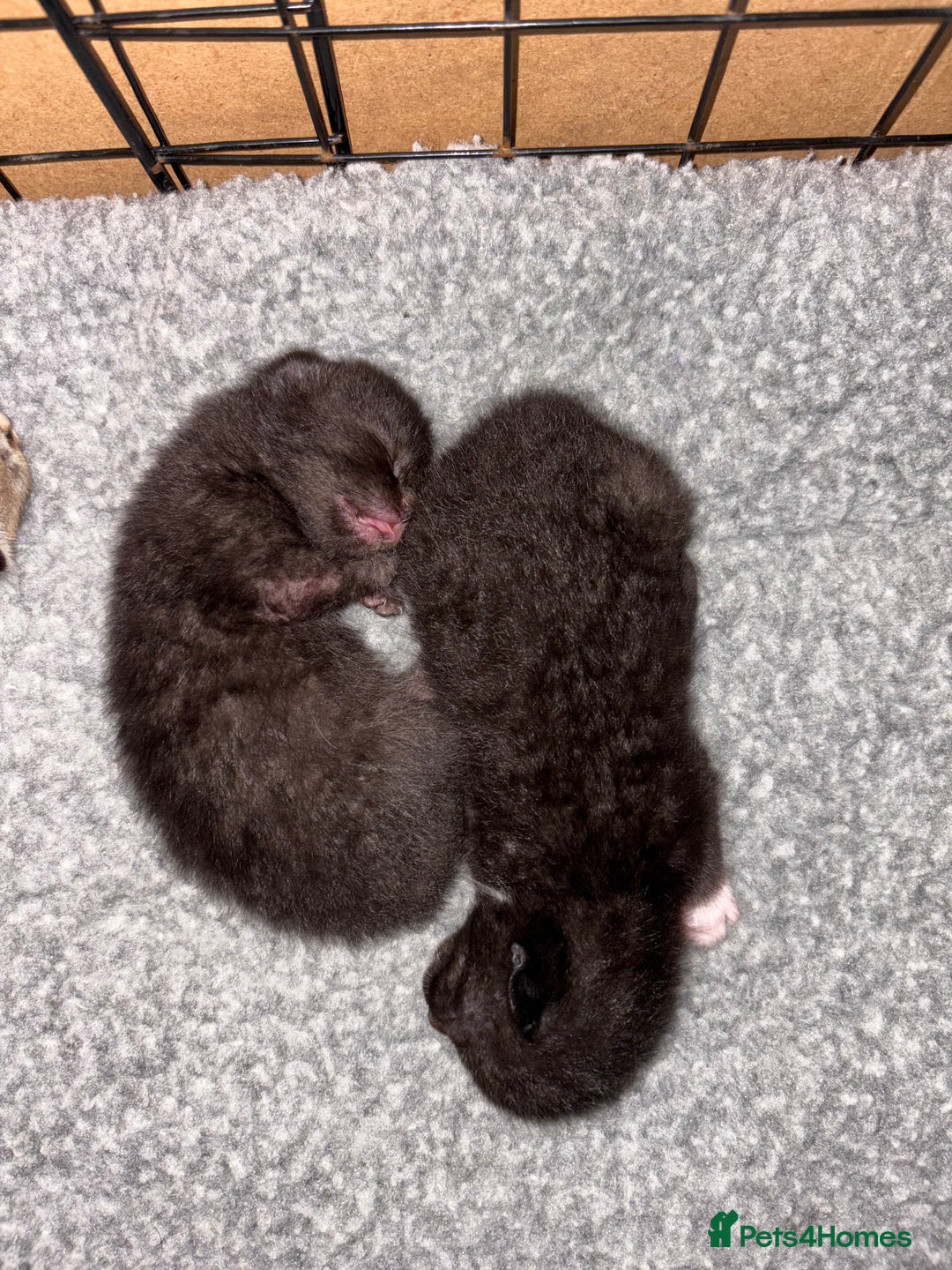 Mixed Breed cats for sale: 2 Tabby & 1 Black Female, 1 Black/White Male - Image 13