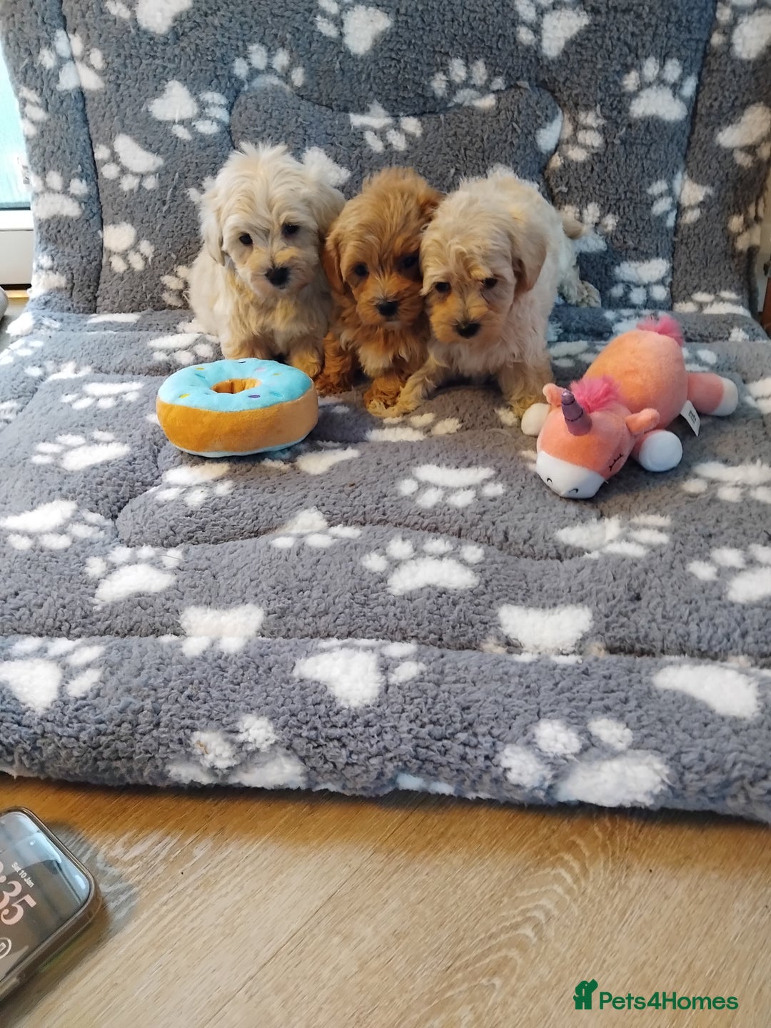 Maltipoo dogs for sale: Maltipoo puppies  - Advert 1
