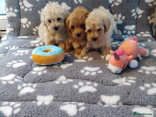 Maltipoo dogs Maltipoo puppies - Advert 2