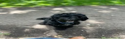 Cockapoo dogs for sale: Female Cockapoo 1yr old in Bristol - Advert 2