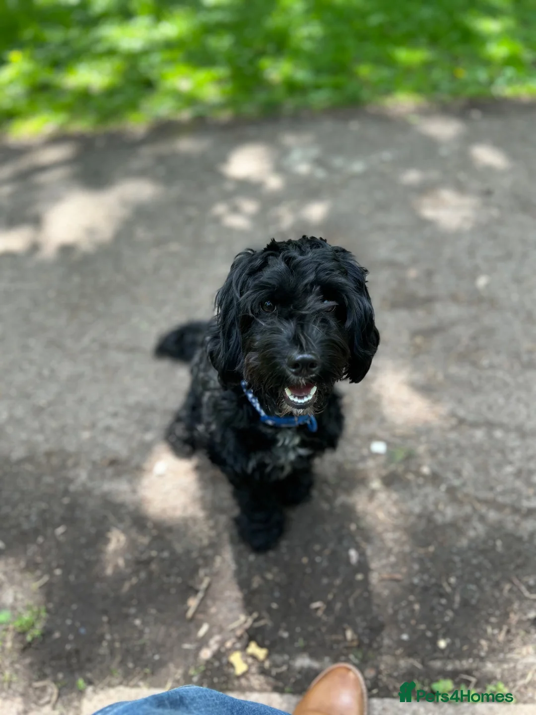 Cockapoo dogs for sale: Female Cockapoo 1yr old in Bristol - Advert 2