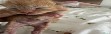 Ginger Kitten 2