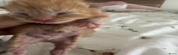 Mixed Breed cats for sale: New born kittens! - Advert 4