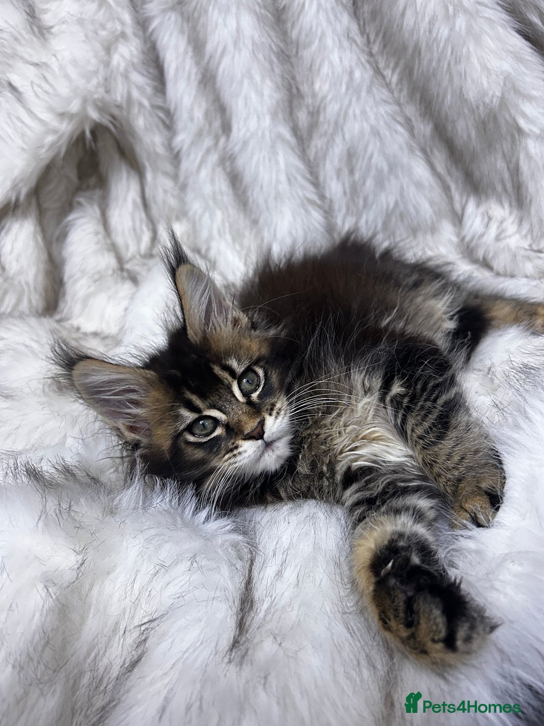 Maine Coon cats for sale: Maine Coon - Advert 6