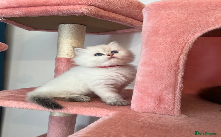 British Longhair cats - Advert 5