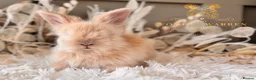 Angora rabbits for sale: BEAUTIFUL LITTER OF ANGORAS - Advert 11