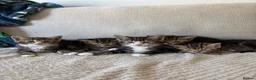 Mixed Breed cats for sale: RAGDOLL X BENGAL MIX  - Advert 6