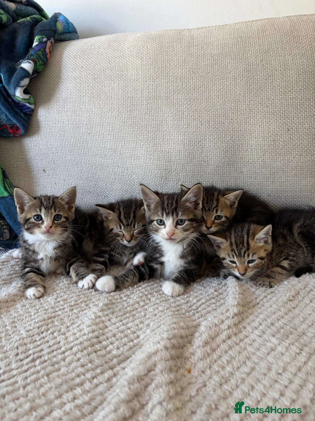 Mixed Breed cats for sale: RAGDOLL X BENGAL MIX  - Advert 6
