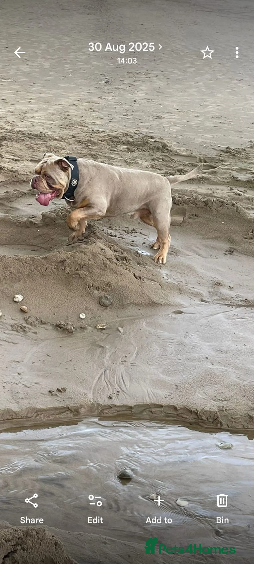 Old Tyme Bulldog dogs for sale: Family Friendly Old Tyme Bulldog in Doncaster - Advert 4
