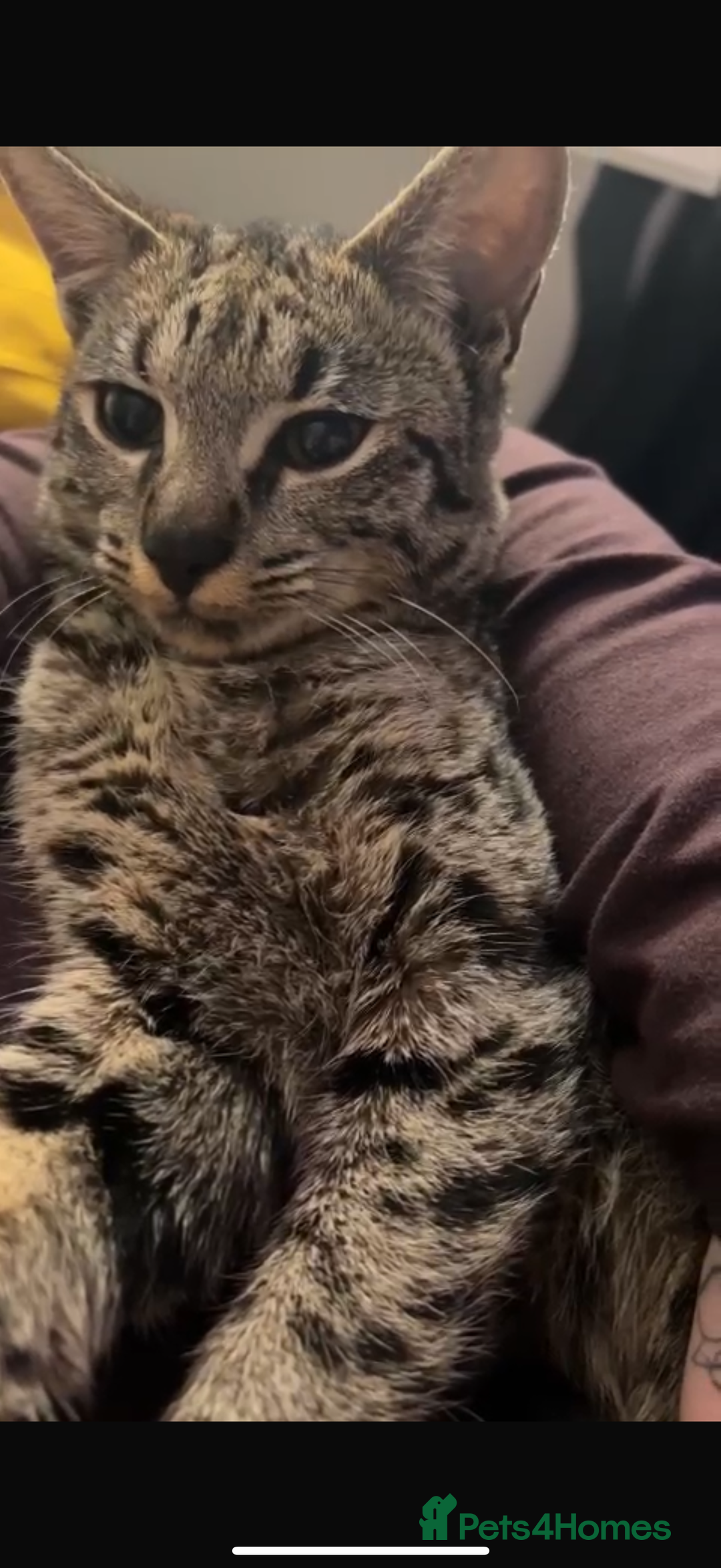 Savannah cats for sale: F3 Savannah Female  - Advert 4