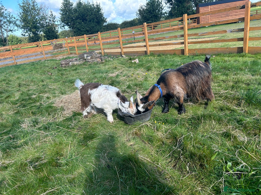Goats livestock for sale: Two adorable castrated Pygmy goats  - Advert 6