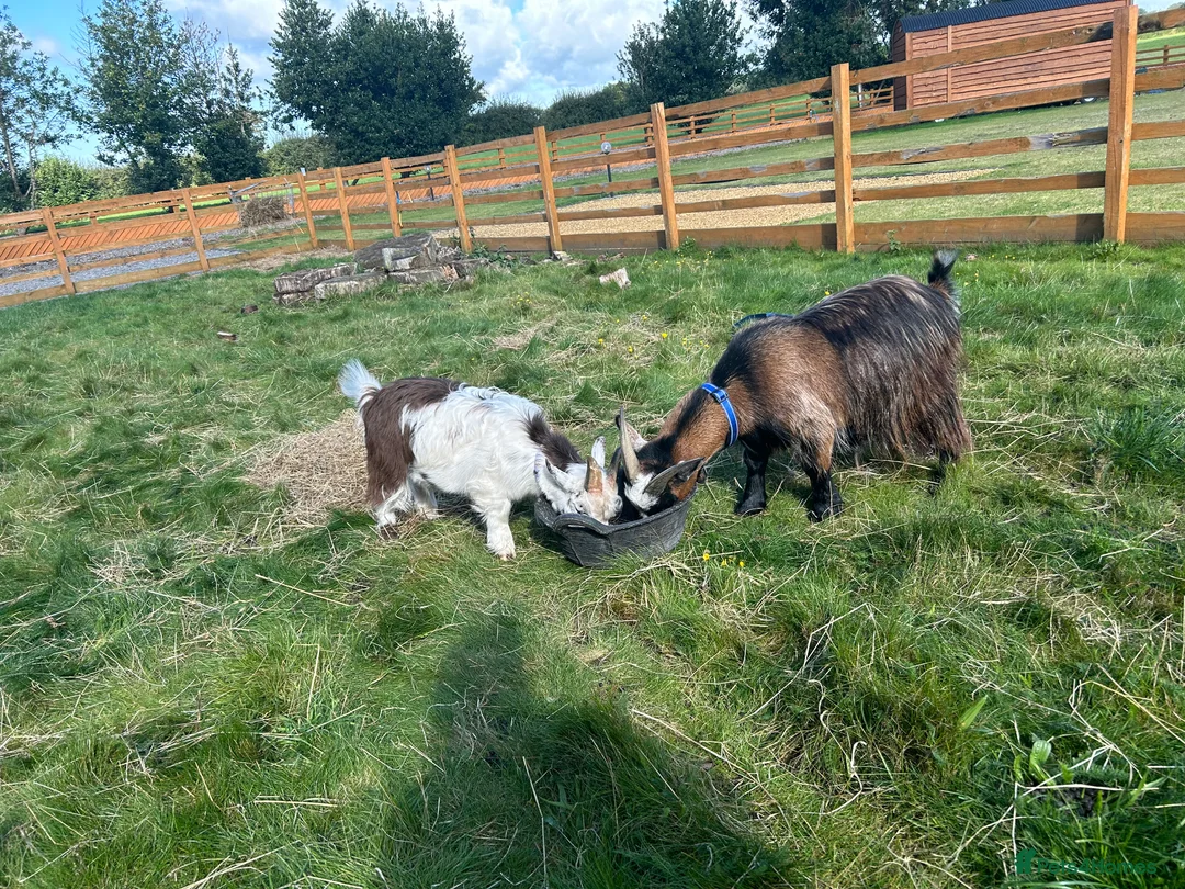 Goats livestock for sale: Two adorable castrated Pygmy goats  - Advert 6