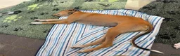 Mixed Breed dogs for adoption: Little Orion 5 months old in Shrewsbury - Advert 5