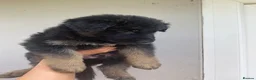 German Shepherd dogs for sale: German Shepherd puppies – Kennel Club registered - Advert 28