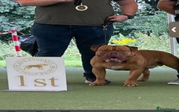 Old Tyme Bulldog dogs for sale: Oeb pups looking for forever homes 🏡  - Image 15