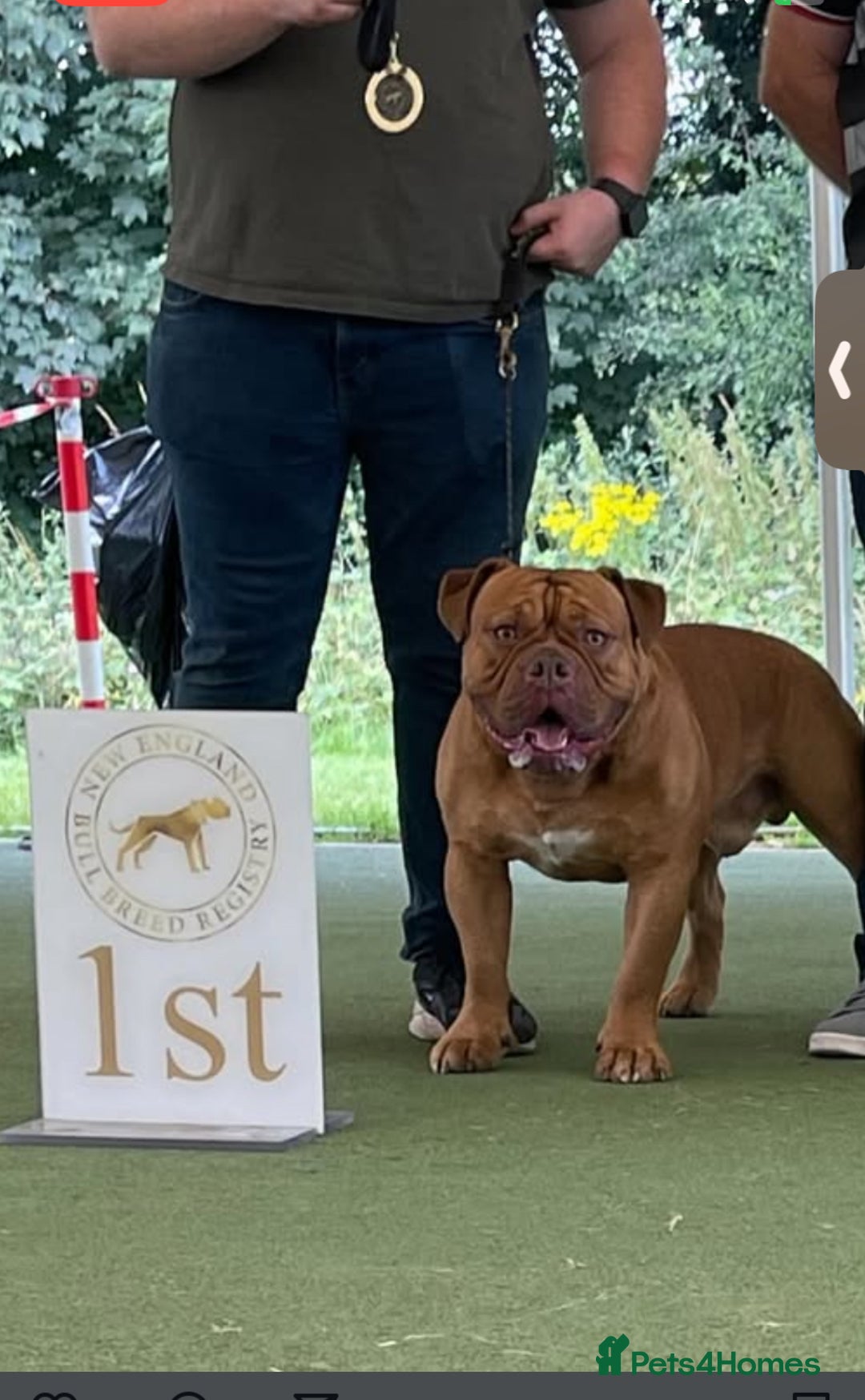 Old Tyme Bulldog dogs for sale: Oeb pups looking for forever homes 🏡  - Image 15